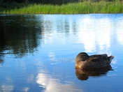 Lac Brome Duck
