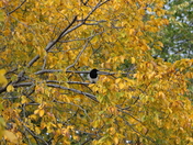 end of spring in edmonton