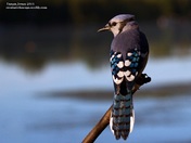 Lakeside Blue Jay