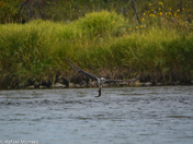 Osprey Hunting Trout along the Bow river 