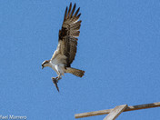 Osprey Hunting Trout along the Bow river 