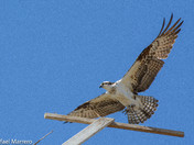 Osprey Hunting Trout along the Bow river 