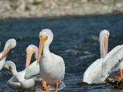 White Pelicans at Fish Creek Park 