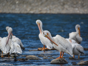 White Pelicans at Fish Creek Park 