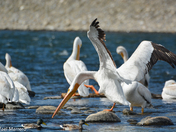 White Pelicans at Fish Creek Park 