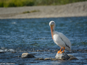 White Pelicans at Fish Creek Park 