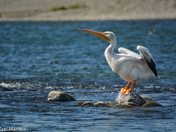 White Pelicans at Fish Creek Park 