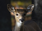 White-Tailed Deer portrait