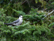 Gray Jay perched