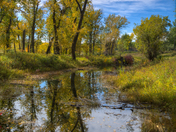 Autumn at Fish Creek Provincial Park 