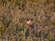 Mule Deer Buck hidden among bushes 