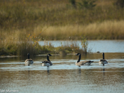 Canada Goose at Fish Creek Park 