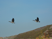 Canada Goose at Fish Creek Park 