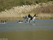 Canada Goose at Fish Creek Park 