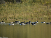 Canada Goose at Fish Creek Park 