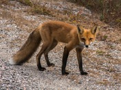 Curious Fox, Killarney Provincial Park
