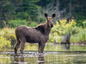 Yearling, AlgonquinProvincial Park