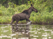 Moose in Algonquin Park