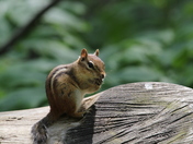 sweet chipmunk