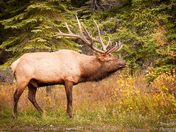 Bull Elk
