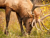 Bull Elk