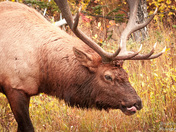 Bull Elk