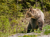 Spring Grizzly
