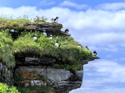 Macareux Ã  l'Ile aux Perroquets