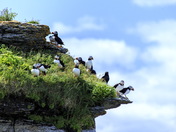Macareux Ã  l'Ile aux Perroquets