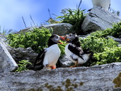 Macareux Ã  l'Ile aux Perroquets