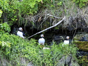 Macareux Ã  l'Ile aux Perroquets