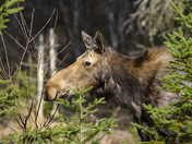 Moose Portrait