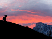 Mountain Ram watching sunset