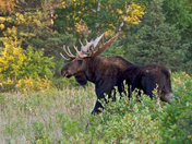 Moose in RMNP
