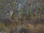 Coyotes along the field 