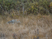 Coyotes along the field 