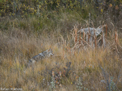 Coyotes along the field 