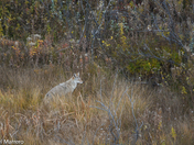 Coyotes along the field 