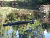Ducks at Rest DO NOT DISTURB
