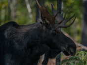 Bull Moose