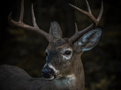 White Tail Buck
