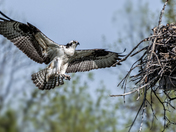 Osprey in Iroquois Ontario