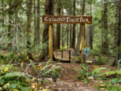 The Enchanted Forest