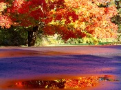 Fall Puddle Perfection