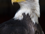 Regal Eagle