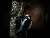 Fern Gulley Wildlife Refuge