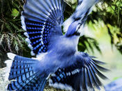 Fighting Blue Jays