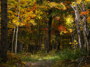 Fall Painting by Mother Nature