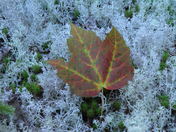 Maple Leaf on Reindeer Lichen