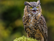 Great horned owl portrait